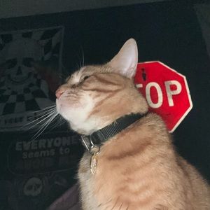 Meet your Posher, Peanut